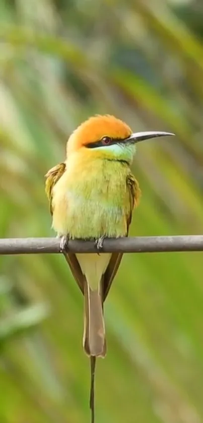 A vibrant bird perched on a branch with a lush green background.