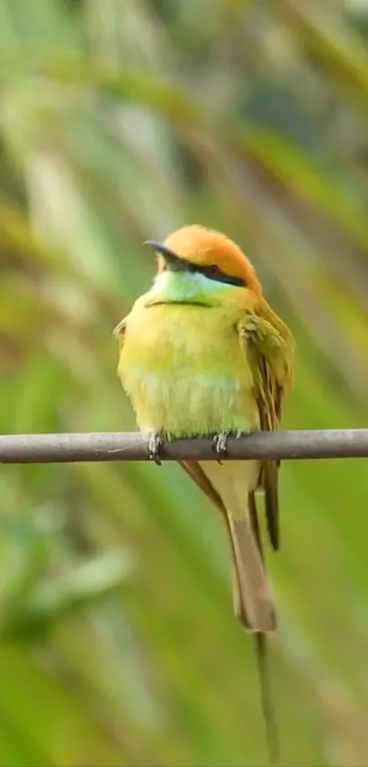 Colorful bird perched on a branch with lush green background.