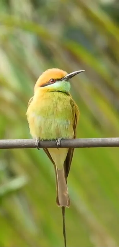 Colorful bird perched on branch against green background.