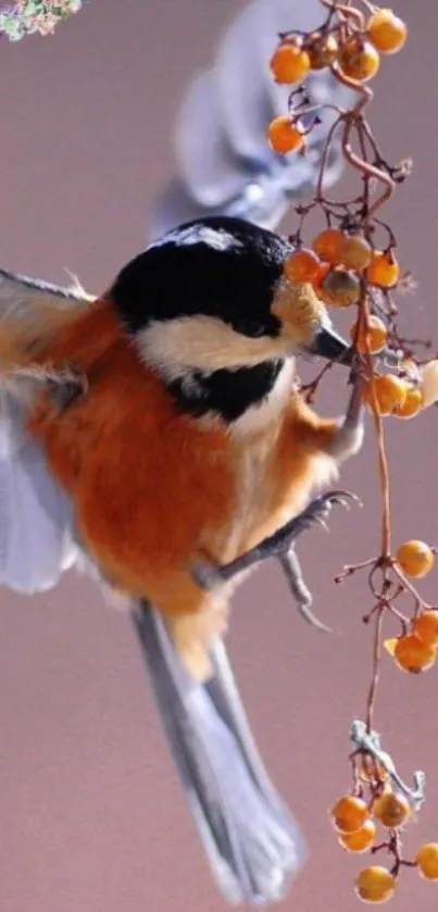 Colorful bird perched on bright red berries.