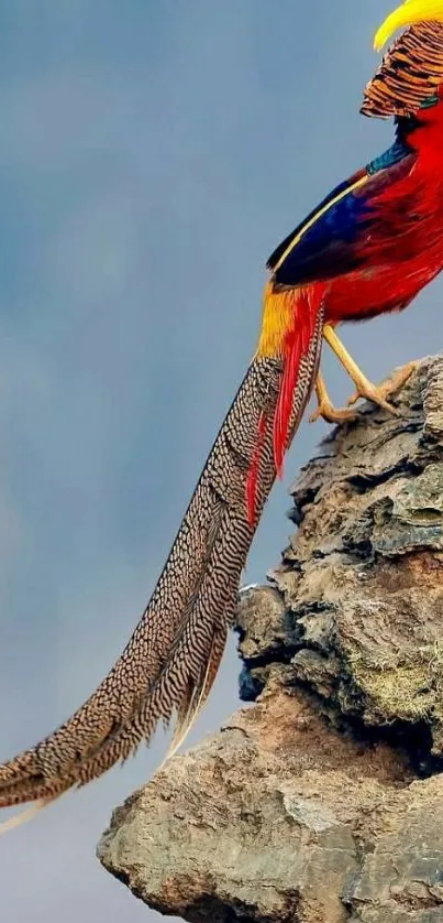 Golden pheasant perched on rocky outcrop, vibrant red and yellow plumage.