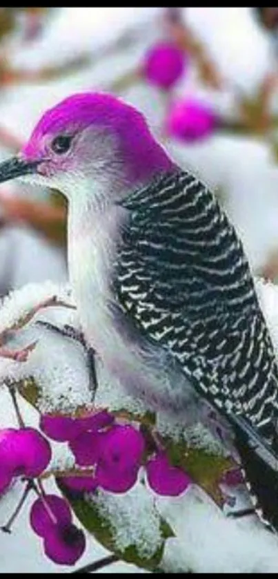 Magenta-headed bird perched on snow-laden branch with purple berries.