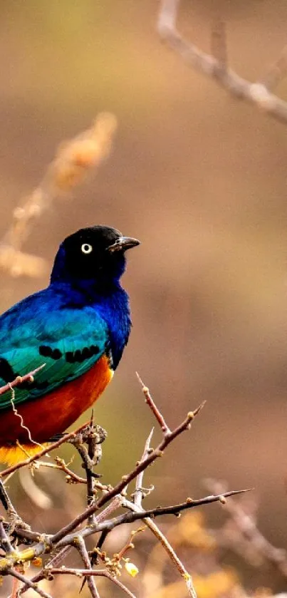 A colorful bird perched on thorny branches.