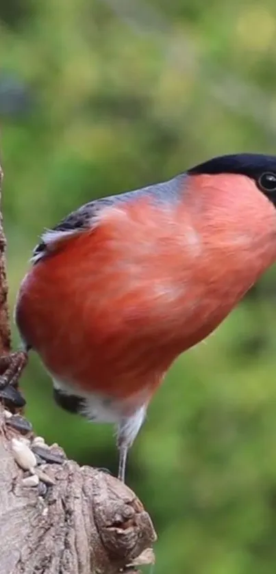 Vibrant bird perched on tree in nature.