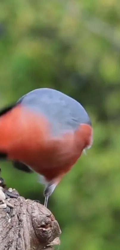 Vibrant bird with orange and gray perched on a tree branch.