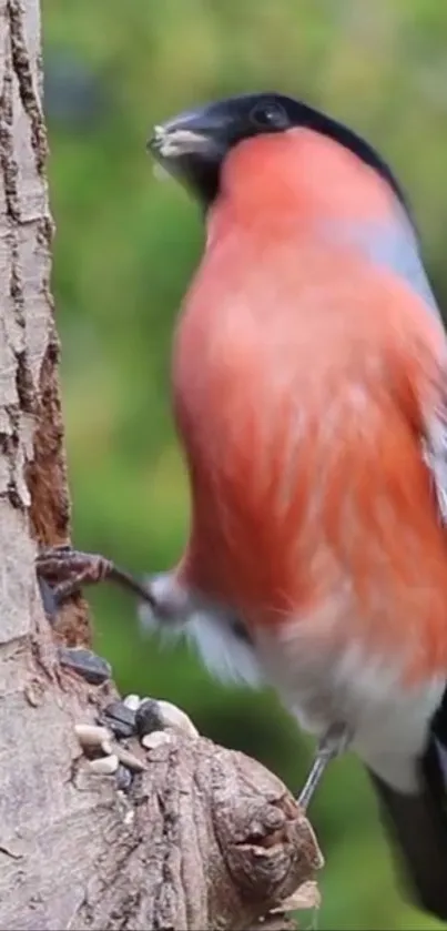 Red bird perched on tree trunk with a blurred green background.