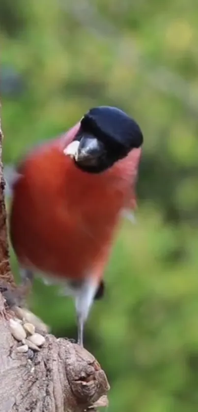 A vibrant bird perched on a tree with a lush green background.