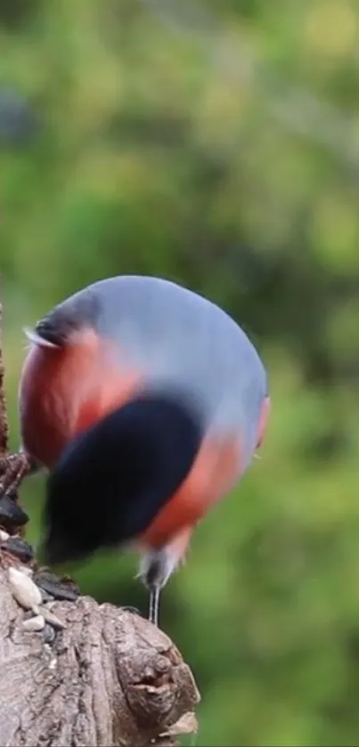 Close-up of a colorful bird against green foliage.