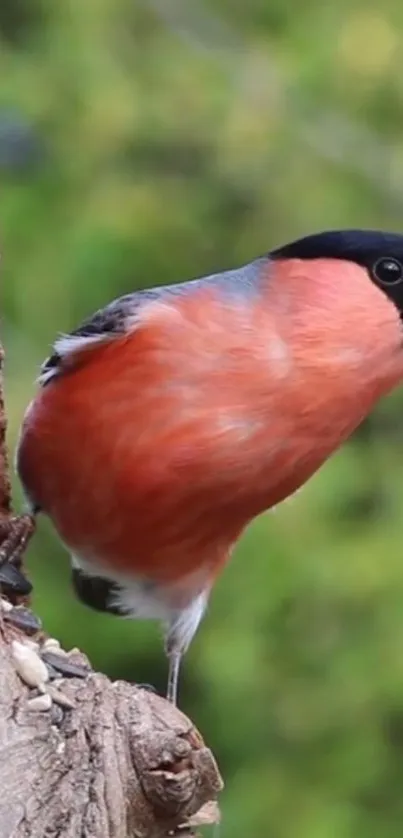 Vibrant bird perched on a tree with lush green background.