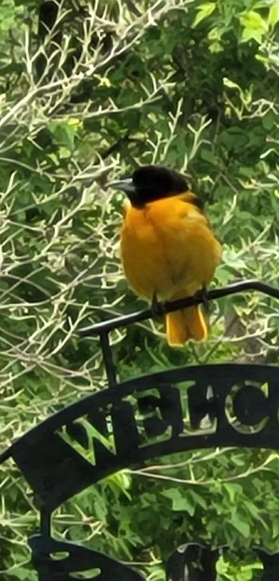 Yellow and black bird perched on a welcome sign with green backdrop.