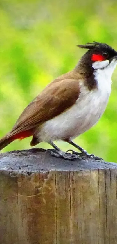 Colorful bird perched on wooden post with green forest background.