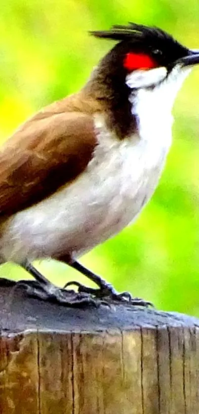 Vibrant bird perched on wooden post with green background.