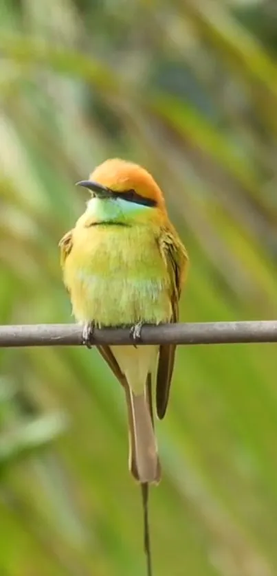 Colorful bird perched on a branch with blurred foliage background.