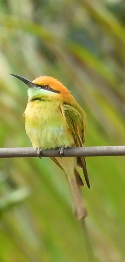 Vibrant bird perched on branch with green blurry background.