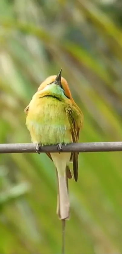 A vibrant bird perched on a wire with a lush green background.