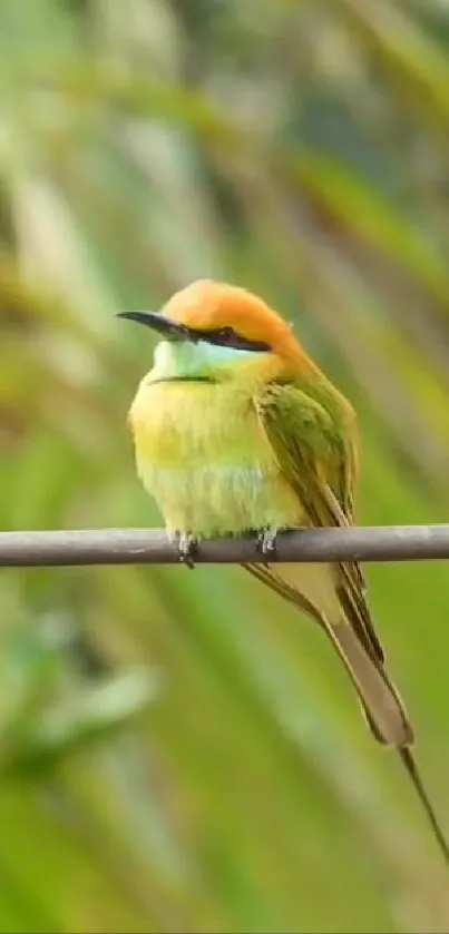 Colorful bird perched on a branch, vibrant green background, mobile wallpaper.