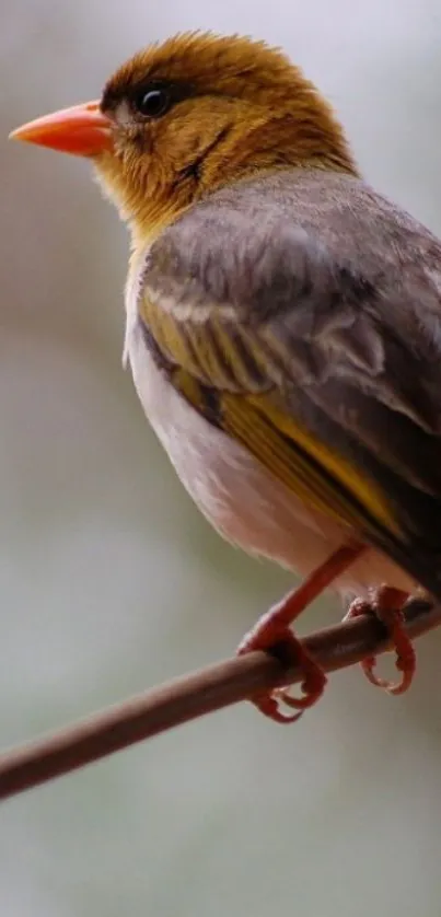 Vibrant bird perched on branch with brown and earthy tones.