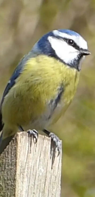 Colorful bird perched on wooden post in nature.