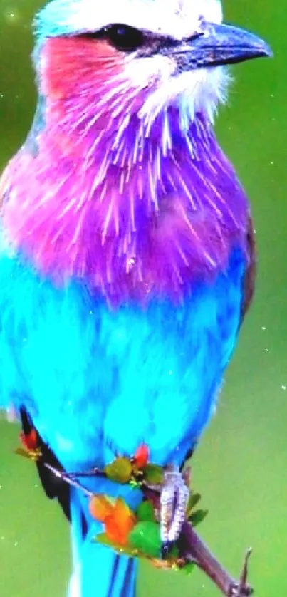 Vibrant blue and pink bird perched on a branch wallpaper.