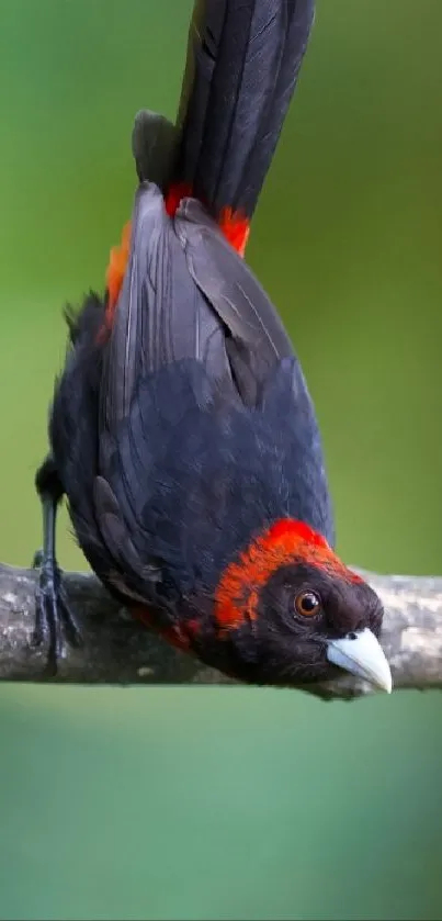 A vibrant bird on a branch, with a green blurred background.