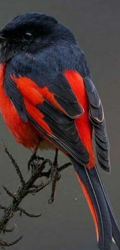 Black and red bird perched on a branch.