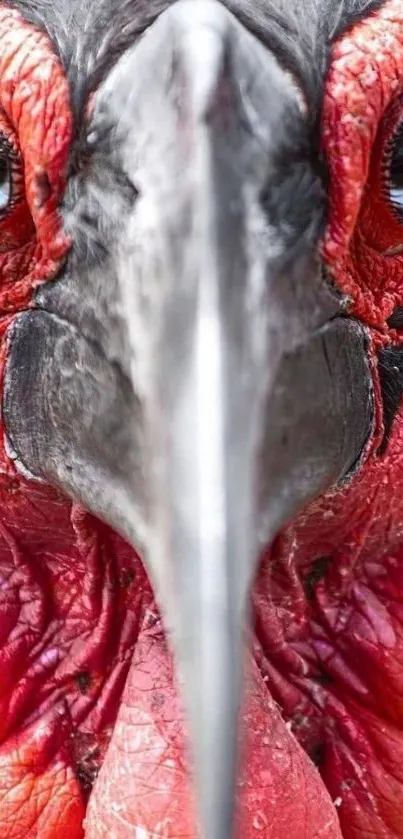 Close-up portrait of a vibrant bird with striking red plumage.