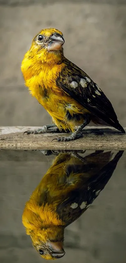 Yellow bird reflection on water with a serene, natural background.