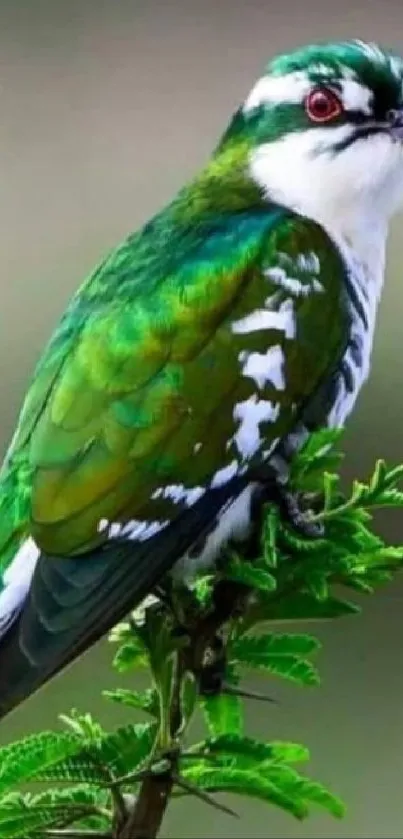 Green bird perched on branch with black background wallpaper.