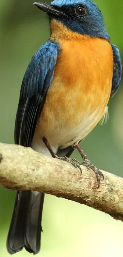 Colorful bird with blue and orange feathers perched on a tree branch.