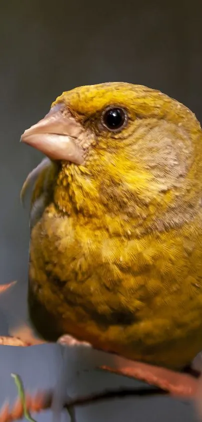 Vibrant yellow-green bird on branch mobile wallpaper.