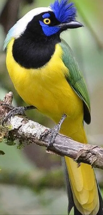 Vibrant bird with blue, yellow, green hues on a branch.