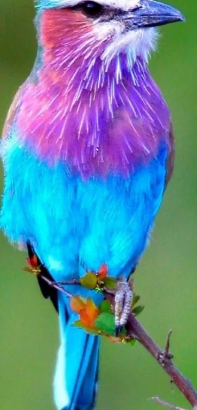 A colorful bird with blue and purple feathers perched on a branch.