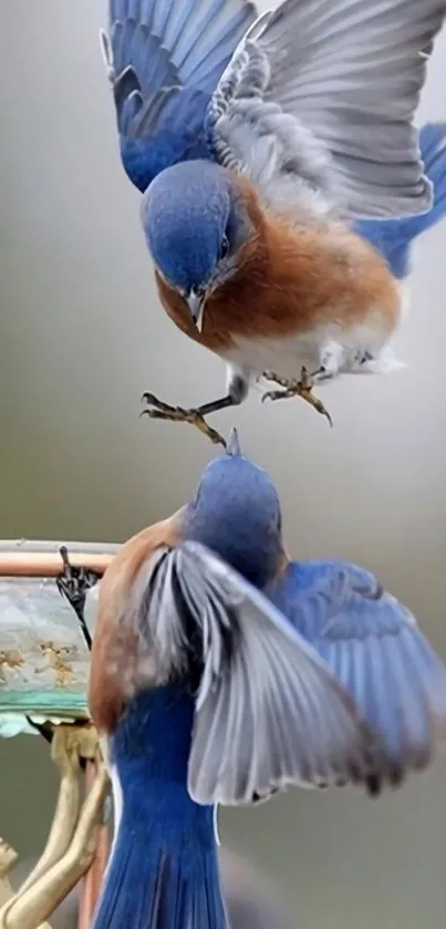 Two bluebirds captured mid-flight, showcasing vivid colors and dynamic motion.