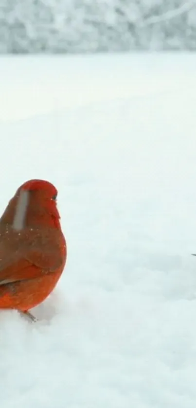 Red and brown birds on snowy backdrop.