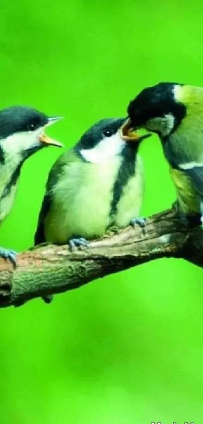 Three colorful birds sitting on a branch with a vivid green background.