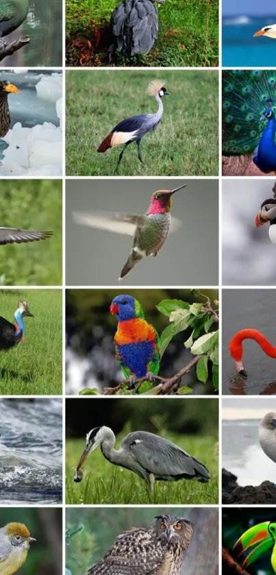 Colorful bird collection featuring diverse species in vivid natural settings.