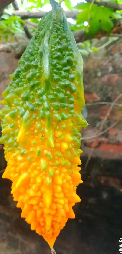 Vibrant bitter gourd with green and yellow colors, close-up view.