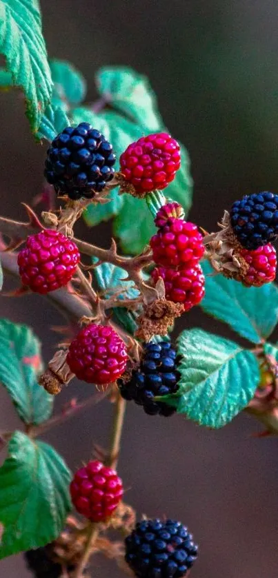 Blackberries on lush green branches mobile wallpaper.