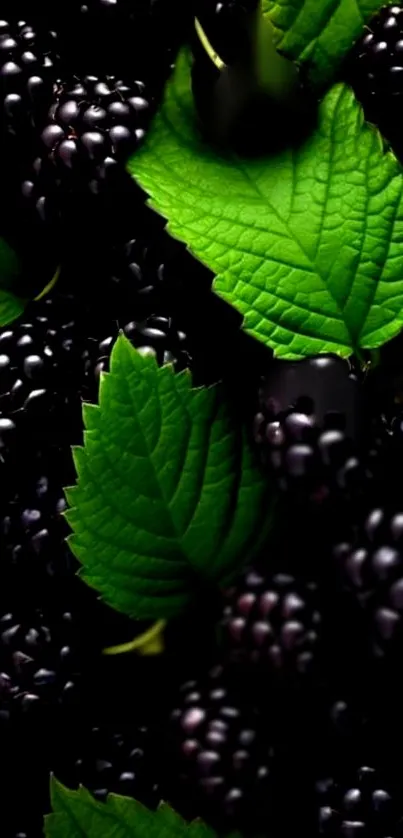 Blackberries and green leaves mobile wallpaper.