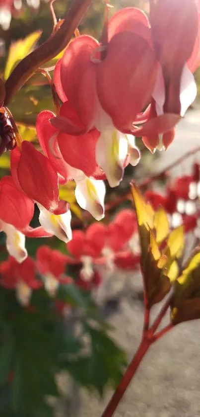 Close-up of vibrant red Bleeding Heart flowers in sunshine.