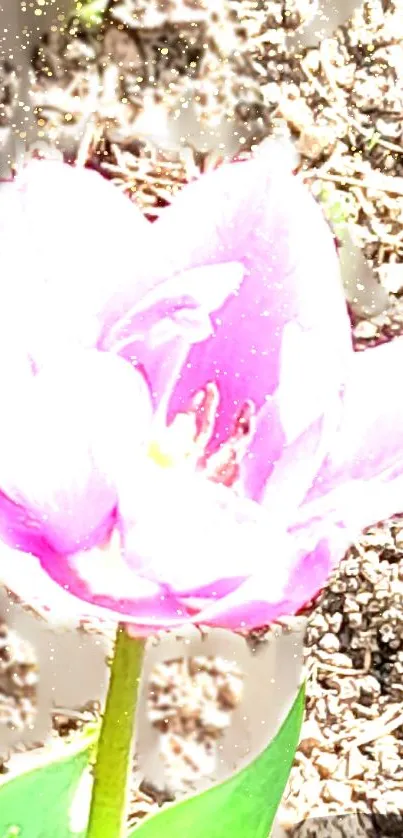 Bright pink flower under sunlight with green leaves.