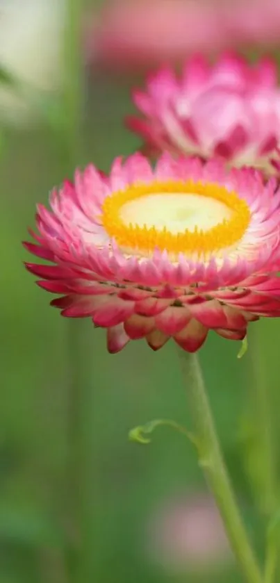 Pink and yellow flower close-up on lush green background.