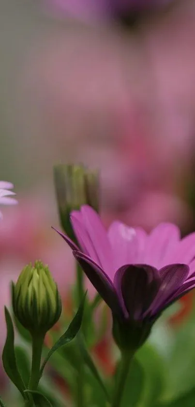 Close-up image of a vibrant pink flower with blurred greenery in the background.