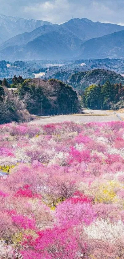 Mobile wallpaper of cherry blossoms against a mountain backdrop in springtime.