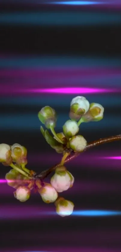 Delicate white blossoms on neon purple and blue background.