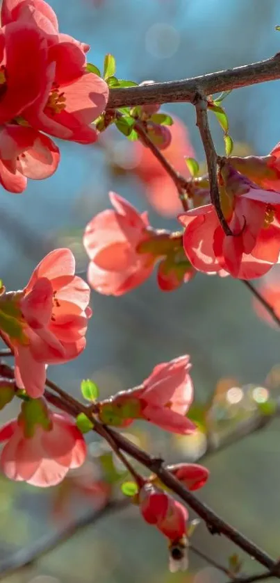 Vibrant red blossoms on branches against a blue sky.