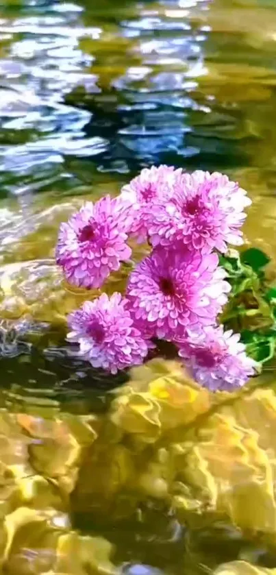 Pink flowers floating on shimmering water surface in nature wallpaper.