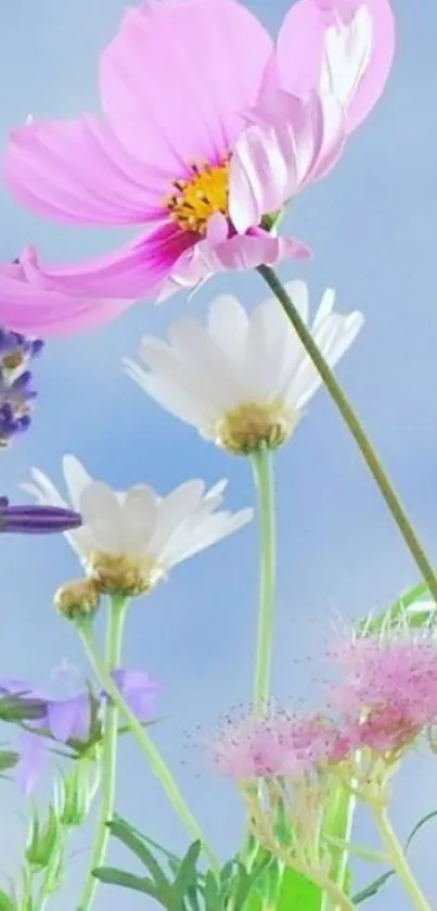 Bright pink and white flowers with a blue sky background.