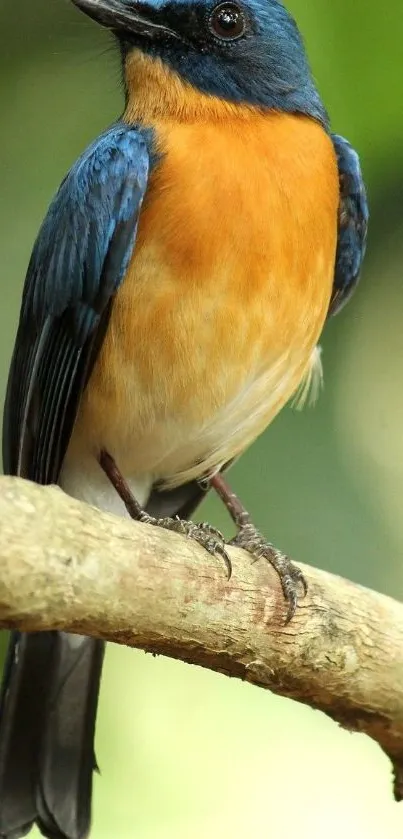 Vibrant blue and orange bird perched on a branch.