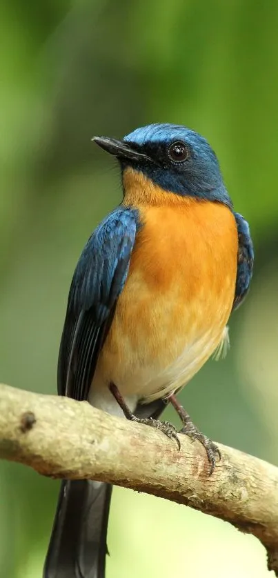 A vibrant blue and orange bird perched on a branch with a green background.